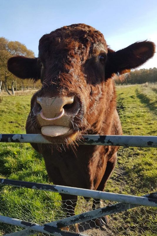 Shorthorn