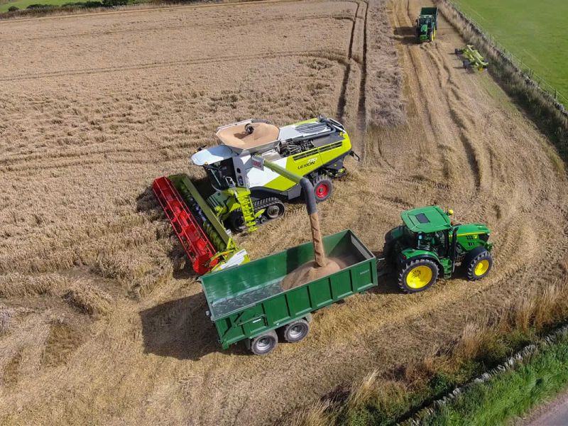 Cutting Wheat