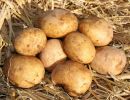 Maris Piper Potatoes