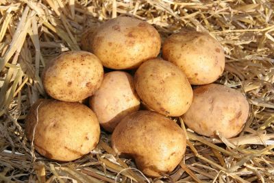 Maris Piper Potatoes