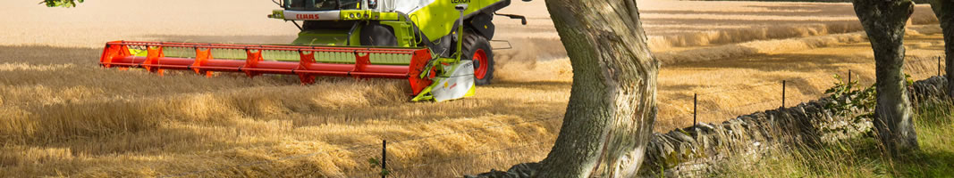 Cutting Wheat