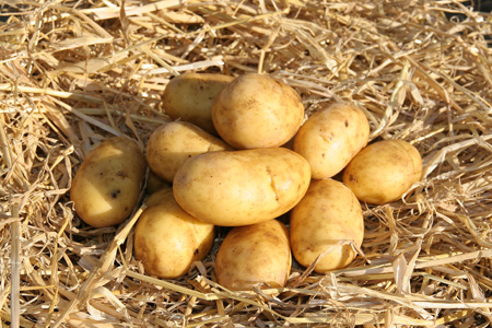 Charlotte Potatoes